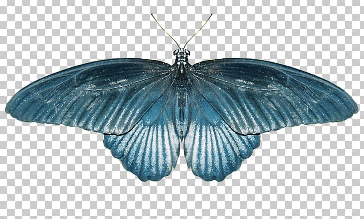 Butterfly Wikia Old School RuneScape Computer File PNG, Clipart, Backpacking, Blue, Butterflies And Moths, Butterfly, Computer Icons Free PNG Download
