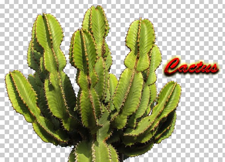 Cactaceae Saguaro PNG, Clipart, Acanthocereus Tetragonus, Biome, Cactaceae, Cactus, Caryophyllales Free PNG Download