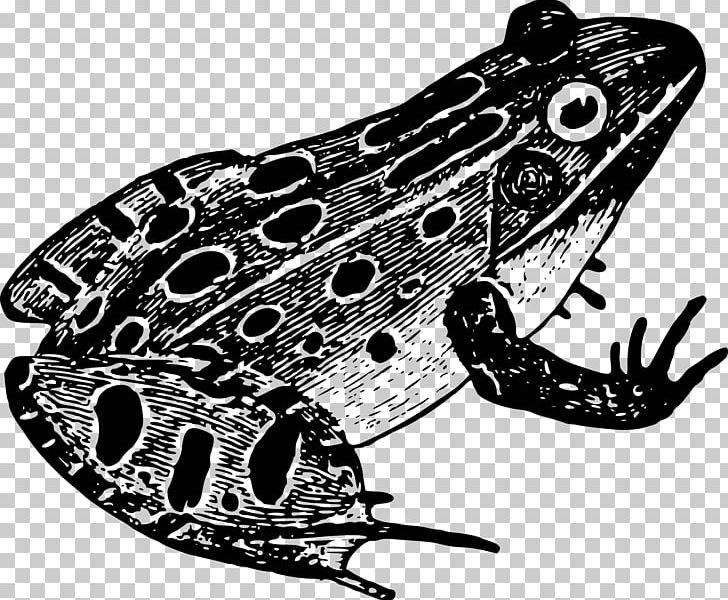 Leopard Frog Black And White PNG, Clipart, Amphibian, Animals, Automotive Design, Black And White, Coloring Book Free PNG Download