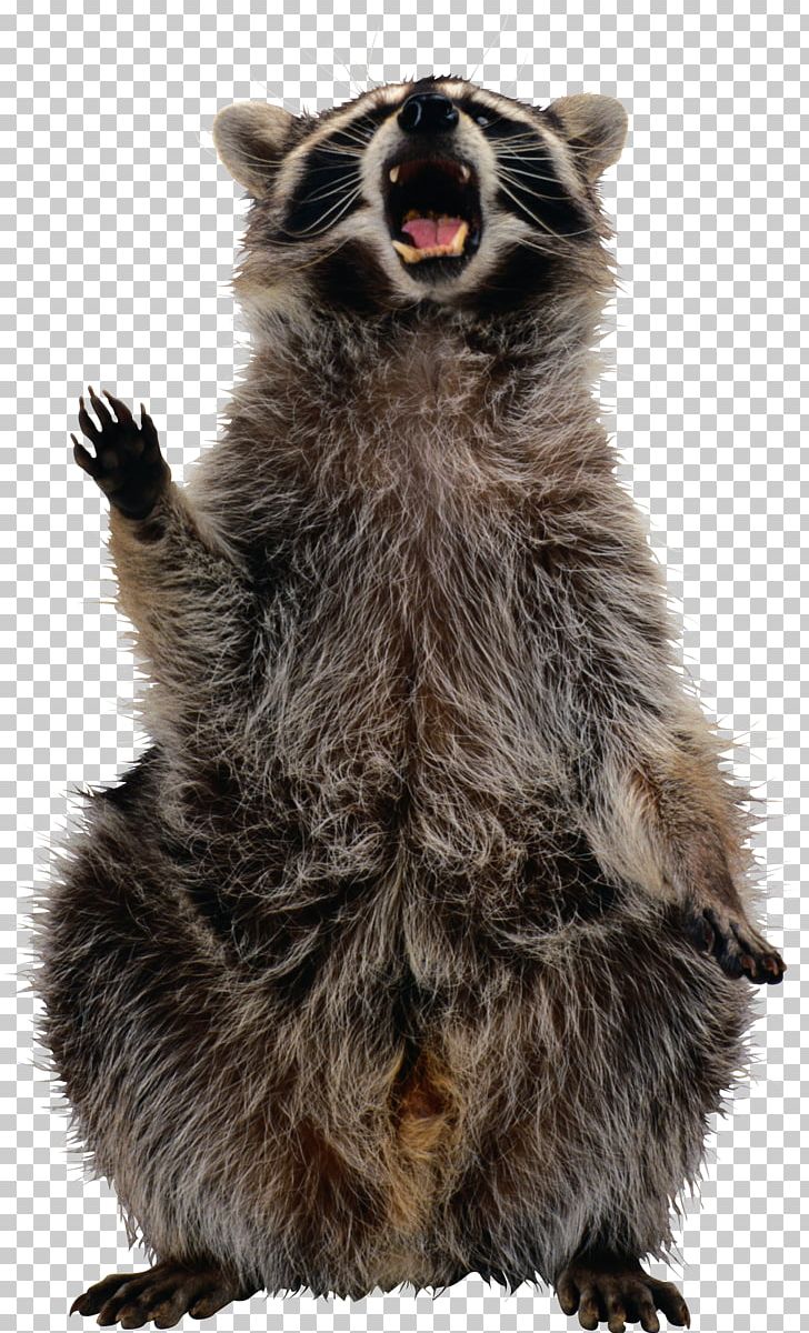 Raccoon PNG, Clipart, Animals, Bear, Carnivoran, Clip Art, Encapsulated Postscript Free PNG Download