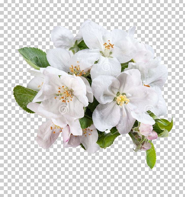 White Flower Apple PNG, Clipart, Apple Flower, Beautiful, Blossom, Blue, Branch Free PNG Download