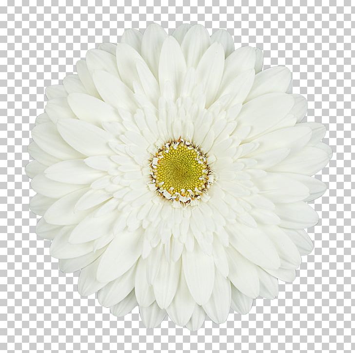 Common Daisy Transvaal Daisy Cut Flowers White PNG, Clipart, Anthurium, Carnation, Chrysanthemum, Chrysanths, Common Daisy Free PNG Download