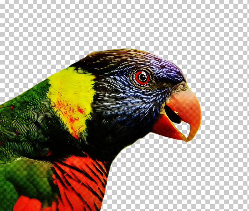 Bird PNG, Clipart, Beak, Bird, Closeup, Feather, Lorikeet Free PNG Download