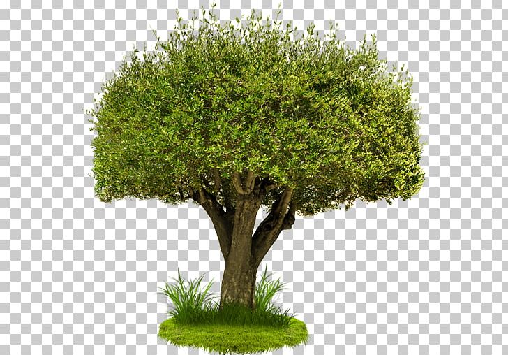 Arbor Task Tree Service Management Company Project PNG, Clipart, Arbor Task Tree Service, Baum, Branch, Bush, Business Free PNG Download