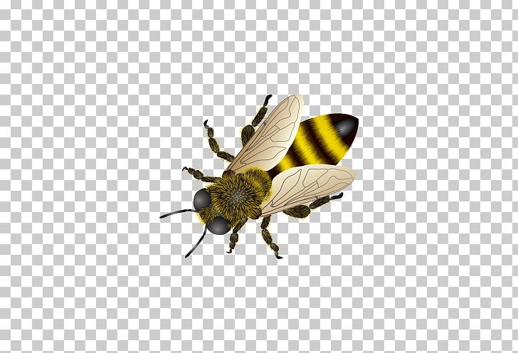 Honey Bee Insect PNG, Clipart, Anthidium Florentinum, Arthropod, Bee, Bee Hive, Bee Honey Free PNG Download