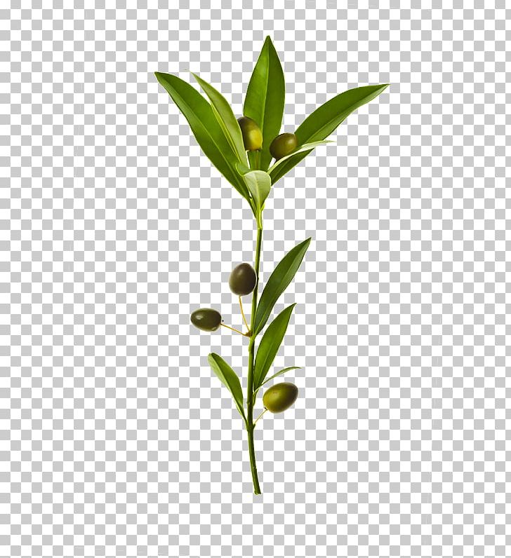 Olive Branch Olive Leaf PNG, Clipart, Adobe Illustrator, Branch, Branches, Encapsulated Postscript, Food Drinks Free PNG Download