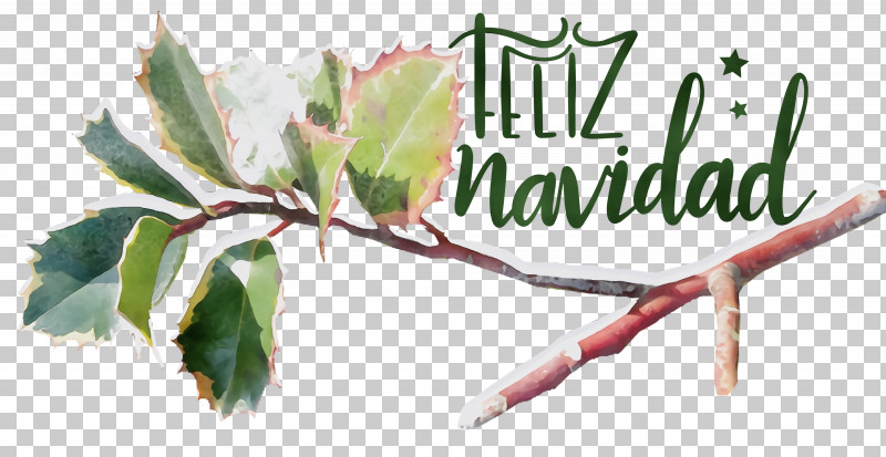 Holly PNG, Clipart, Branch, Common Holly, Evergreen, Feliz Navidad, Holly Free PNG Download