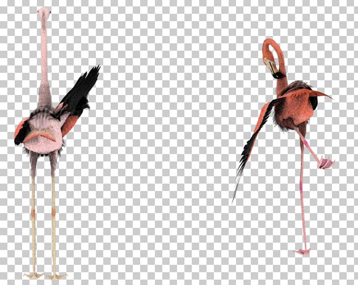 Bird Flamingo PNG, Clipart, 3d Modeling, Animals, Art, Beak, Bird Free PNG Download