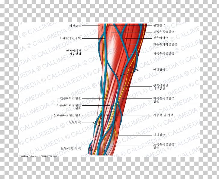 Blood Vessel Nerve Muscle Forearm Vein PNG, Clipart, 360, Anastomosis, Angle, Area, Artery Free PNG Download