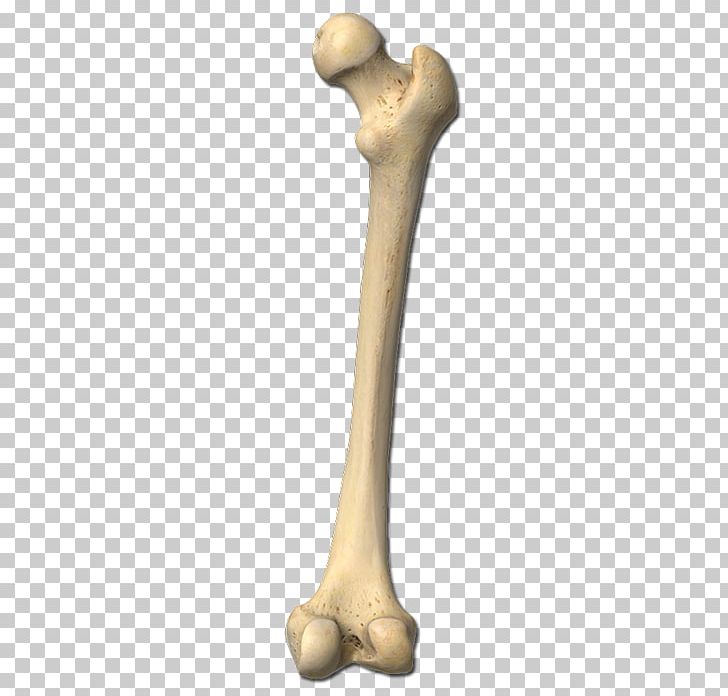 Bone PNG, Clipart, Bone Free PNG Download