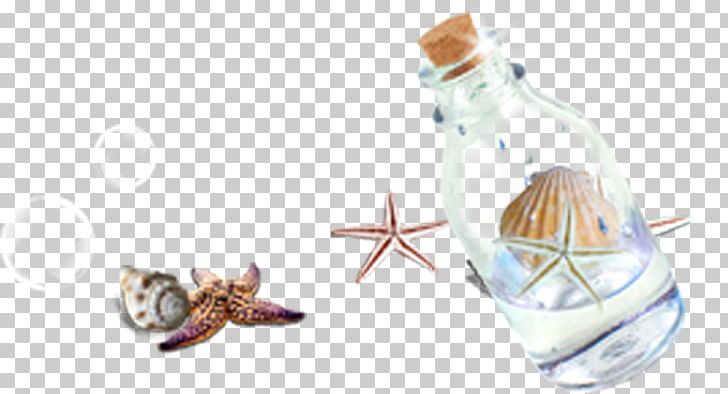 Bottle Seashell Glass PNG, Clipart, Animals, Creative Background, Creative Vector, Designer, Download Free PNG Download