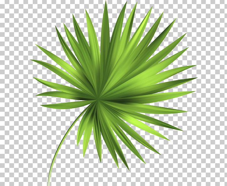 Leaf Tropics PNG, Clipart, Agave, Arecales, Color, Drawing, Fotolia Free PNG Download