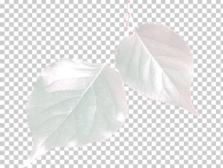 Leaf PNG, Clipart, Autumn Leaves, Banana Leaves, Defoliation, Dried, Dried Leaves Free PNG Download