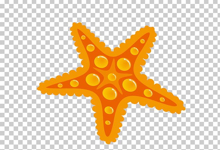 Starfish Drawing Seashell PNG, Clipart, Animals, Beautiful Starfish, Cartoon, Cartoon Starfish, Dessin Animxe9 Free PNG Download