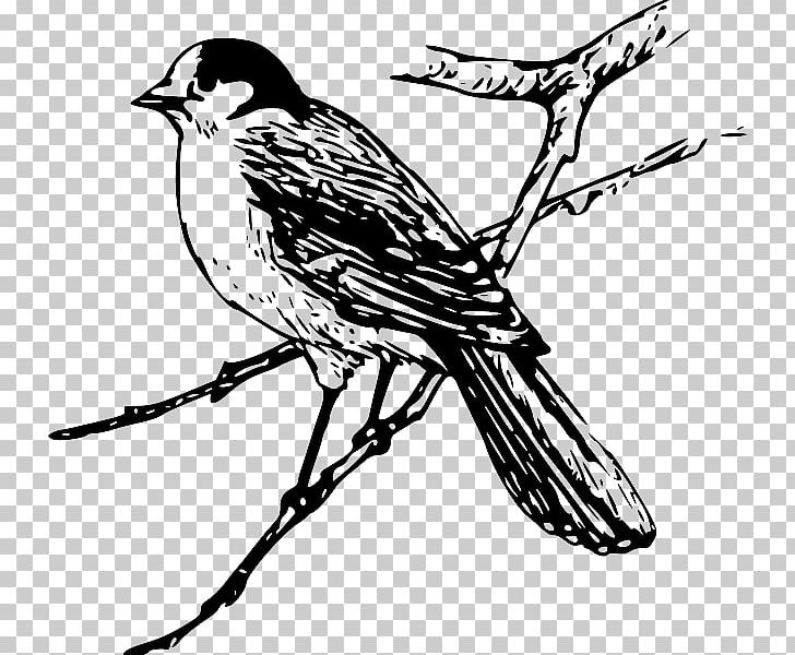 Bird Maya PNG, Clipart, Animals, Art, Artwork, Beak, Bird Free PNG Download