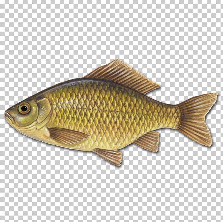 Common Bream Carp Fish Rudd Perch PNG, Clipart, Abramis, Bony Fish, Bream, Carp, Common Bream Free PNG Download