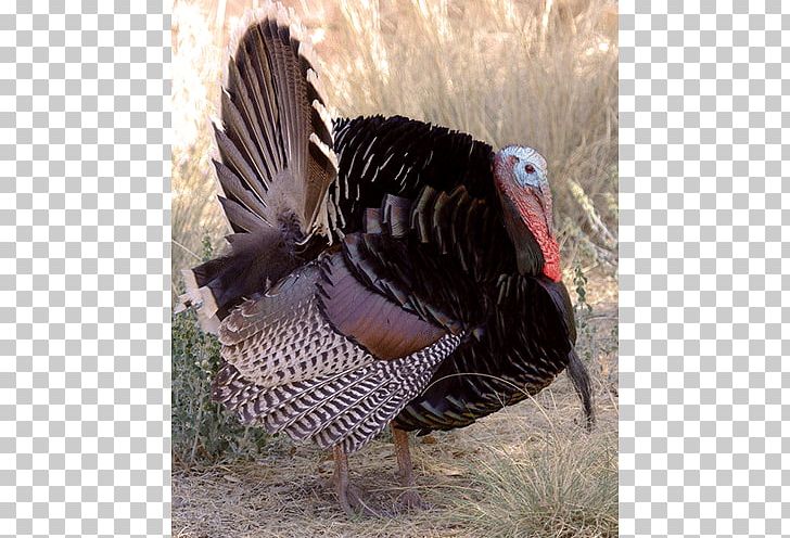 Domesticated Turkey Bird Grouse Feather Wildlife PNG, Clipart, Animals, Beak, Bird, Description, Domesticated Turkey Free PNG Download