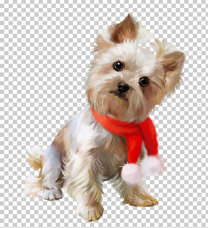 Yorkshire Terrier Cairn Terrier Morkie Puppy Maltese Dog PNG, Clipart, Animal, Animals, Breed, Cairn Terrier, Carnivoran Free PNG Download