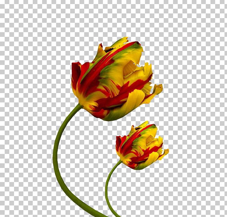 Tulip Cut Flowers Petal Color Photography PNG, Clipart, Bud, Color, Color Photography, Cut Flowers, Fleur Free PNG Download