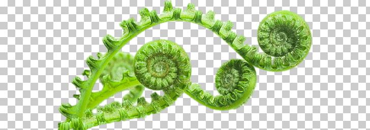 Unfolding Fern Leaves PNG, Clipart, Ferns, Nature Free PNG Download