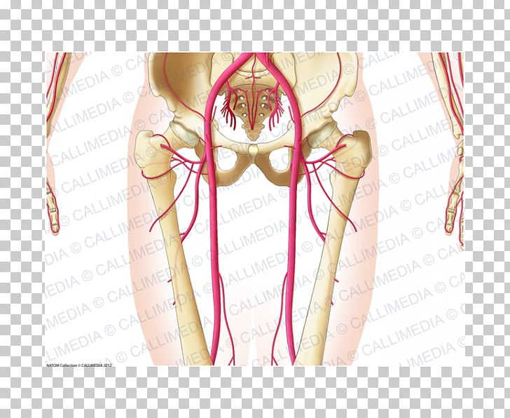 Abdomen Pelvis Thorax Artery Human Body PNG, Clipart, Abdomen, Abdominal Aorta, Anatomy, Angle, Arm Free PNG Download