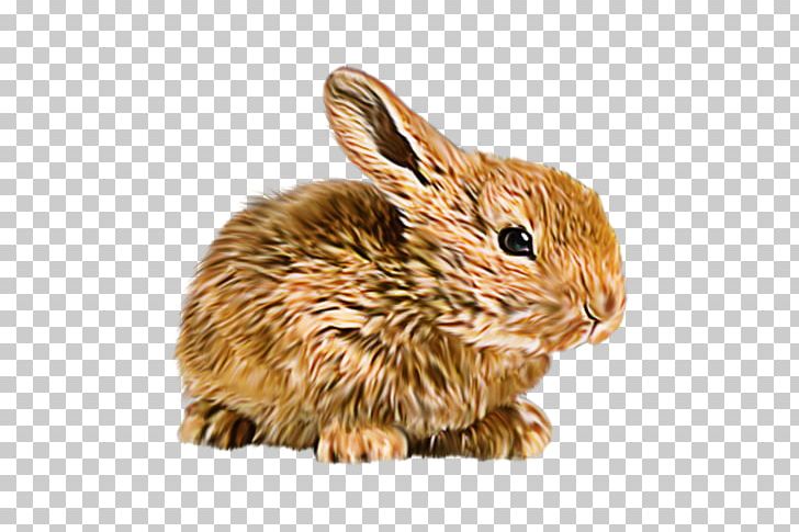 Domestic Rabbit Hare Flemish Giant Rabbit Mini Lop Mother Rabbit PNG, Clipart, Animal, Animals, Domestic Animal, Domestic Rabbit, European Rabbit Free PNG Download