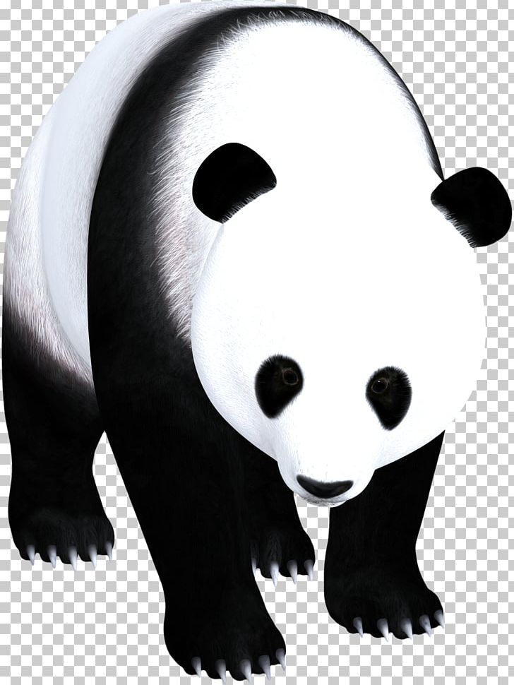 Giant Panda American Black Bear Black And White PNG, Clipart, Animal, Animals, Baby Panda, Bear, Black Free PNG Download