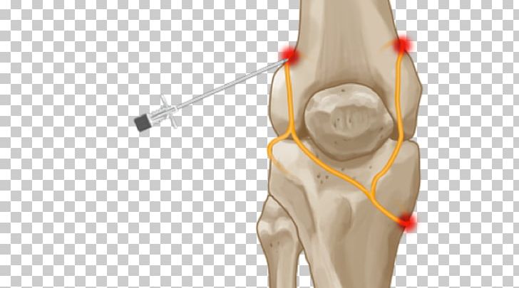 Hip Knee Genicular Artery Nerve Joint PNG, Clipart, Abdomen, Ache, Advance, Anatomy, Arm Free PNG Download