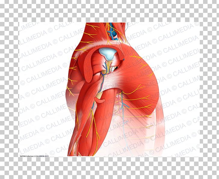 Shoulder Muscle Blood Vessel Nerve Human Anatomy PNG, Clipart, Abdomen, Anatomy, Arm, Blood Vessel, Blood Vessels Free PNG Download