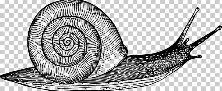 Drawing Snail Gastropod Shell Sketch PNG, Clipart, Animals, Art, Artwork, Black And White, Drawing Free PNG Download