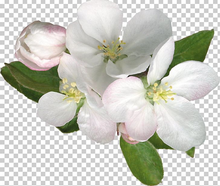 Flower Blossom Apples PNG, Clipart, Adobe Premiere Pro, Apples, Blossom, Branch, Cherry Blossom Free PNG Download