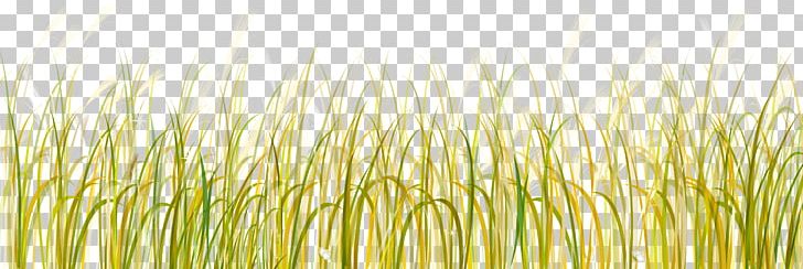 Grasses Lawn PNG, Clipart, Advertising, Commodity, Computer Icons, Dots Per Inch, Flora Free PNG Download