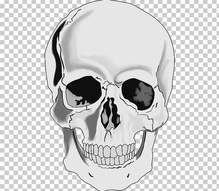 Skull Portable Network Graphics Human Skeleton Drawing PNG, Clipart, Anatomy, Black And White, Bone, Download, Drawing Free PNG Download