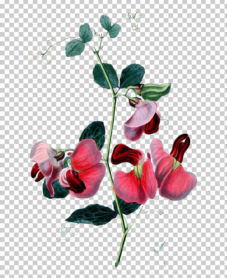 Sweet Pea Flower Passiflora Alata Birthday PNG, Clipart, Artificial Flower, Atmosphere, Branch, Color Design, Color Flowers Free PNG Download