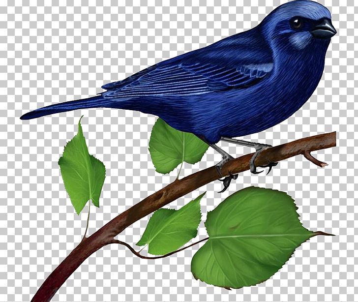 Bluebird PNG, Clipart, Beak, Bird, Birds, Blue Bird, Bluebird Free PNG Download