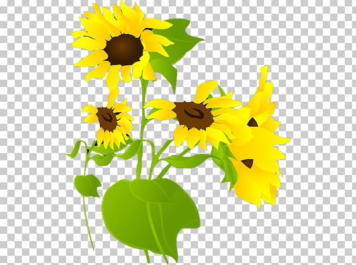 Common Sunflower PNG, Clipart, Adobe Flash Player, Animation, Daisy Family, Flower, Flowers Free PNG Download