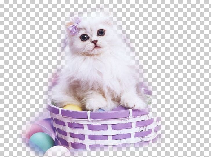 Easter Cat Kitten Easter Bunny PNG, Clipart, Animal, Animals, Black Cat, Carnivoran, Cat Free PNG Download