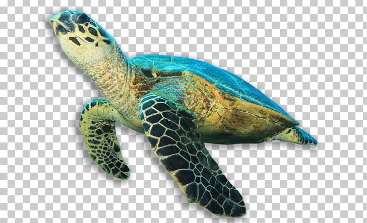 Hawksbill Sea Turtle Green Sea Turtle PNG, Clipart, Box Turtles, Common Snapping Turtle, Fauna, Green Sea Turtle, Hawksbill Sea Turtle Free PNG Download