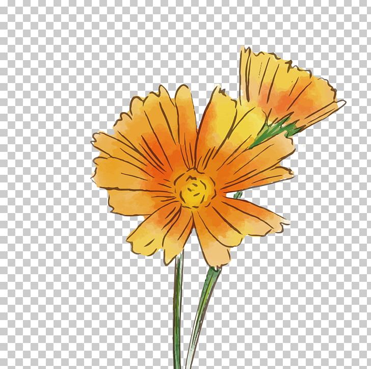 Transvaal Daisy Common Daisy Flower Chrysanthemum PNG, Clipart, Calendula, Daisy Family, Flowers, Gerbera Blutenblatter, Gerbera Flower Watercolor Free PNG Download
