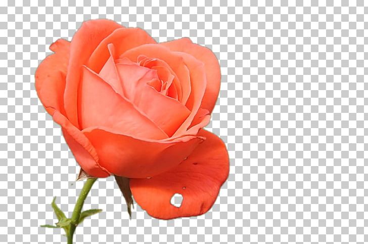 Rose Thorns PNG, Clipart, Bud, China Rose, Closeup, Color, Floribunda Free PNG Download