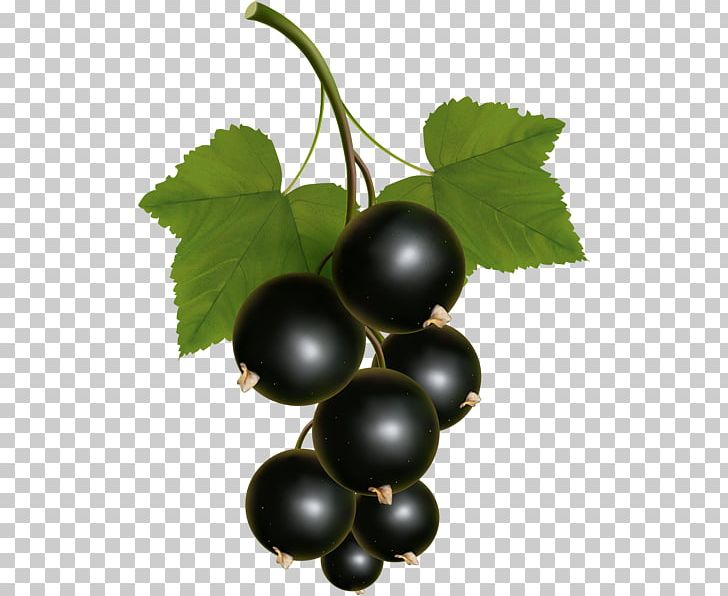 Blackcurrant Zante Currant Redcurrant Grape PNG, Clipart, Amazon Grape, Berry, Black, Black Currant, Blackcurrant Free PNG Download