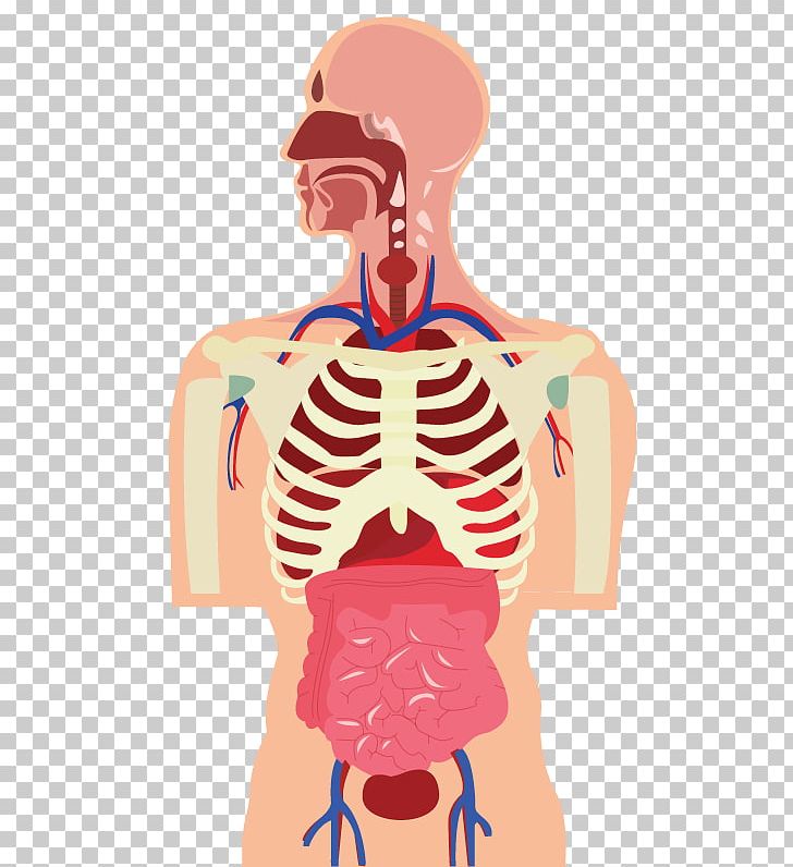 Human Body Organ Muscle Cartoon PNG, Clipart, Abdomen, Animated Cartoon,  Animation, Arm, Art Free PNG Download