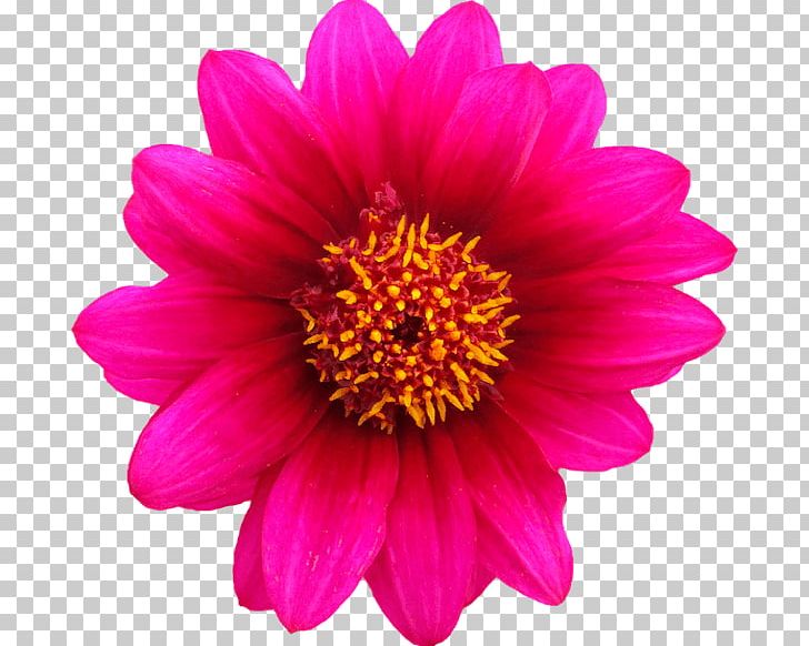 Pink Flowers Rose PNG, Clipart, Annual Plant, Aster, Chrysanths, Common Daisy, Cut Flowers Free PNG Download