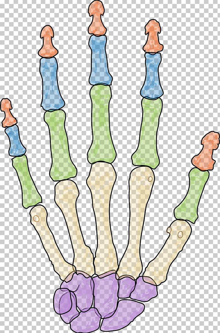 Human Skeleton Carpal Bones Phalanx Bone Hand PNG, Clipart, Abdomen, Anatomy, Area, Arm, Bone Free PNG Download