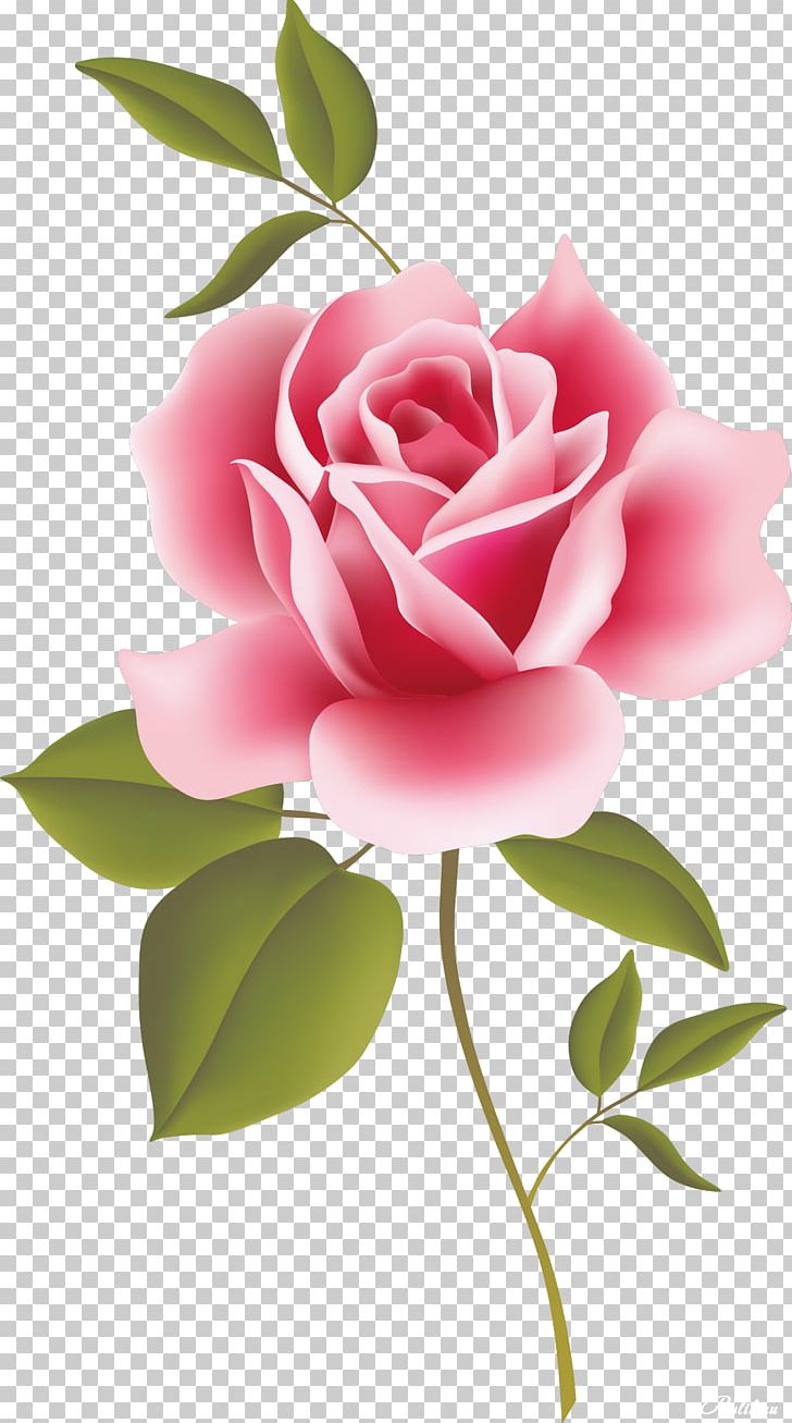 Vintage Roses: Beautiful Varieties For Home And Garden Desktop PNG, Clipart, Bud, Camellia, Cut Flowers, Floral Design, Floristry Free PNG Download