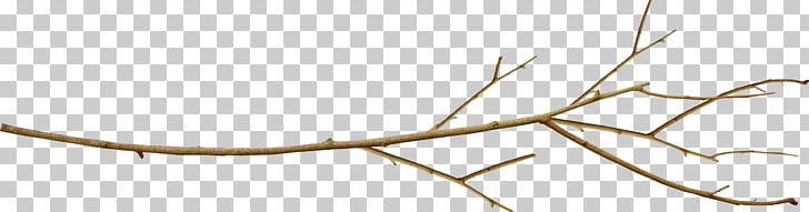 Branch Twig Leaf Tree Plant Stem PNG, Clipart, Branch, Closeup, Fantasy, Flower, Grass Family Free PNG Download