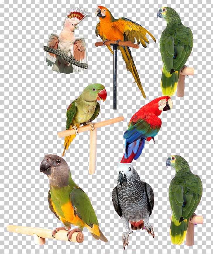 Lovebird Parrot Computer File PNG, Clipart, 3d Computer Graphics, Alphabet Collection, Animals, Animals Collection, Beak Free PNG Download