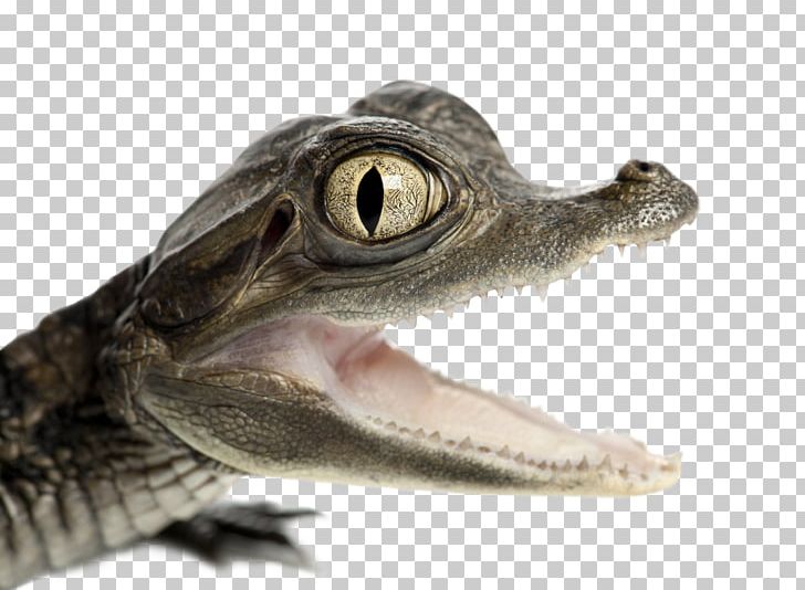 Nile Crocodile Spectacled Caiman American Alligator PNG, Clipart, Alligator, Animals, Black Caiman, Caiman, Crocodile Free PNG Download