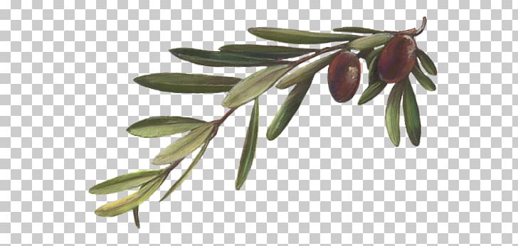 Olive Branch Plant Mirror Olive Oil Leaf PNG, Clipart, Ask Questions, Branch, Cerignola Olive, Divorce, Flowering Plant Free PNG Download