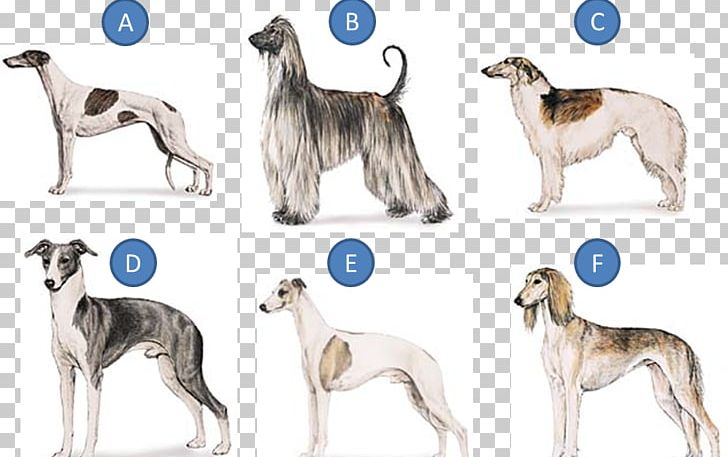 Whippet Greyhound Hortaya Borzaya Mudhol Hound Silken Windhound PNG, Clipart, American Staghound, Ancient Dog Breeds, Animal Sports, Basenji, Carnivoran Free PNG Download